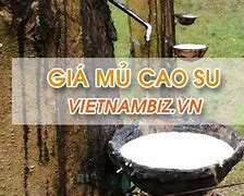 Giá Mủ Cao Su Ngày 30 Tháng 3 5 Usa News