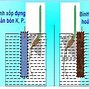 Hướng Động Là Hình Thức Phản Ứng Của